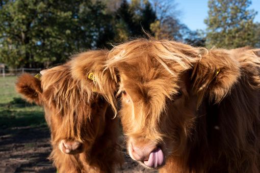 Unsere beiden Highlander Rinder Liese und Moritz
