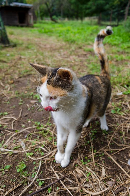 Eine unserer Katzen