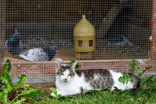 Unsere Katze bewacht die Tauben