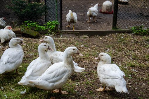 Unsere Enten